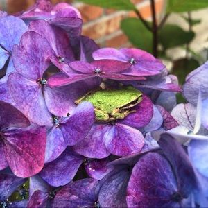 Meet your Posher, Sylvia